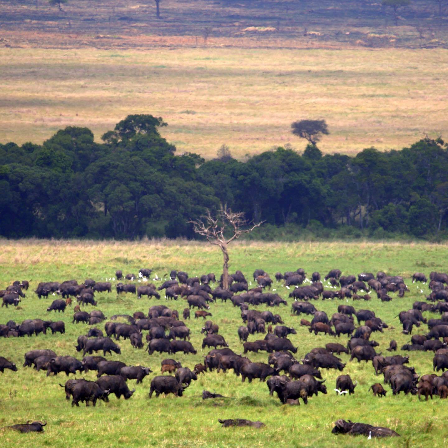 Day 4 - Full day in Serengeti National Park