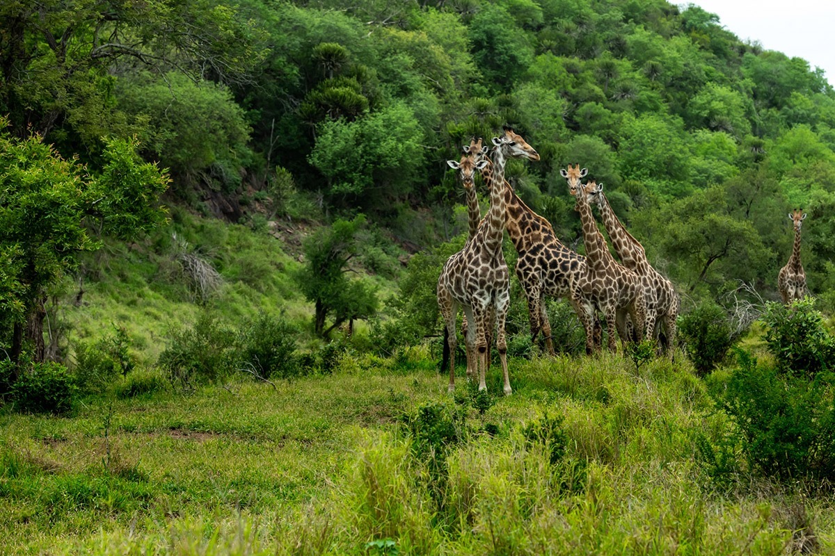 7 day Tanzanian Safari adventure photo 2