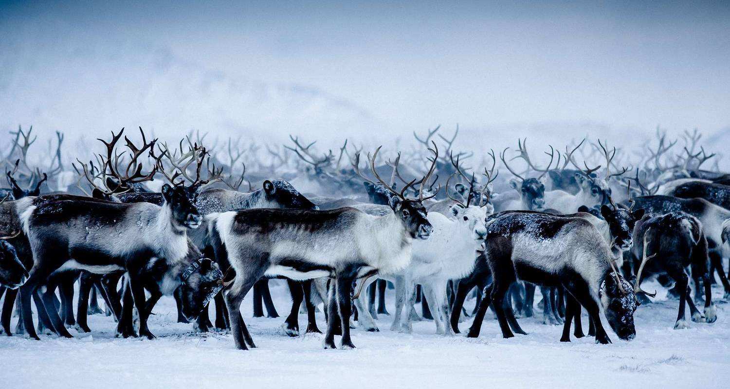 Christmas Magic in Santa's Hometown