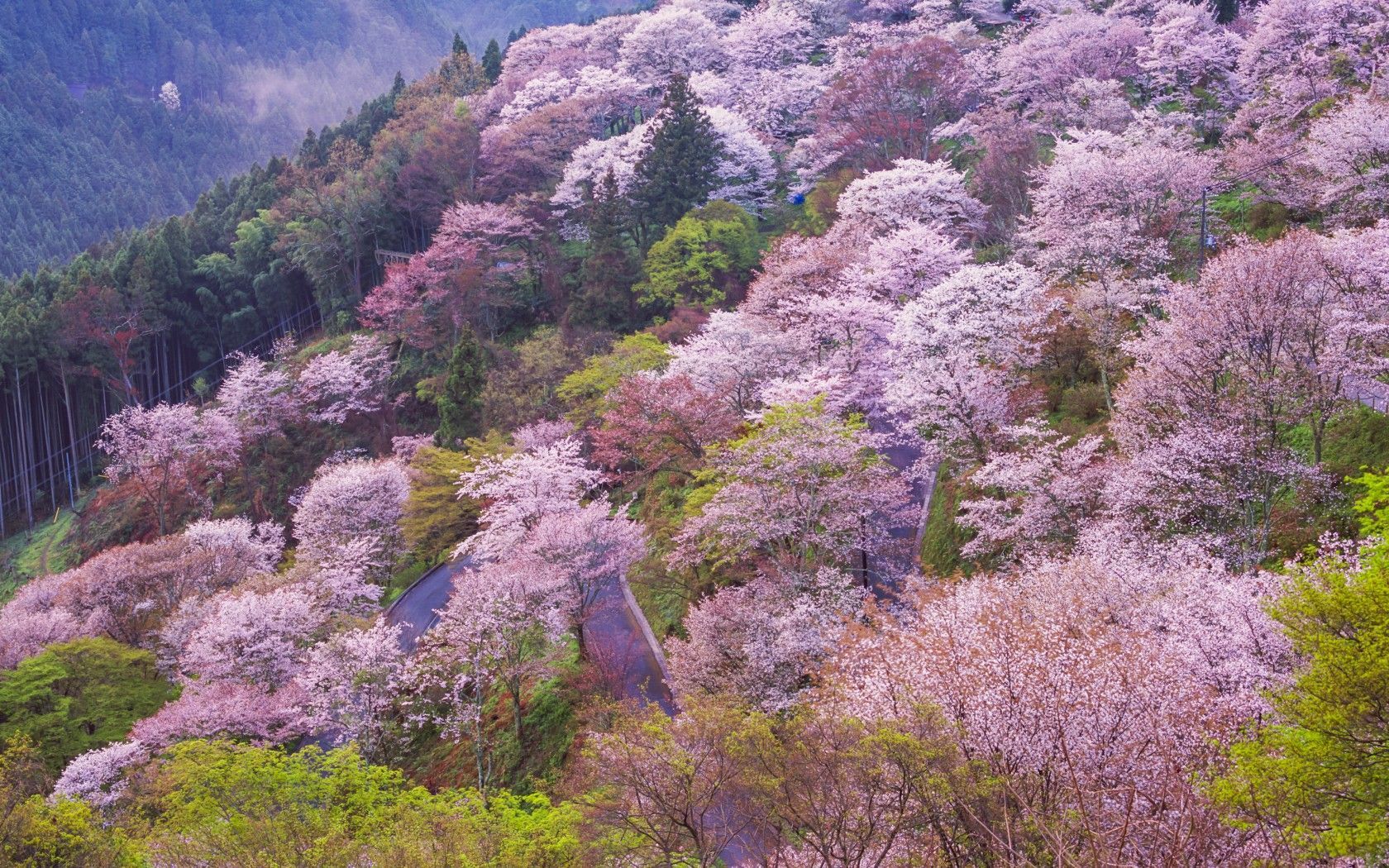 Yoshino