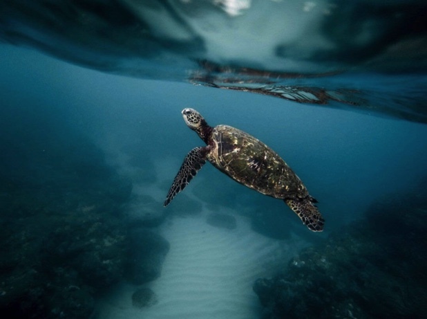 A sea turtle near Mazunte.