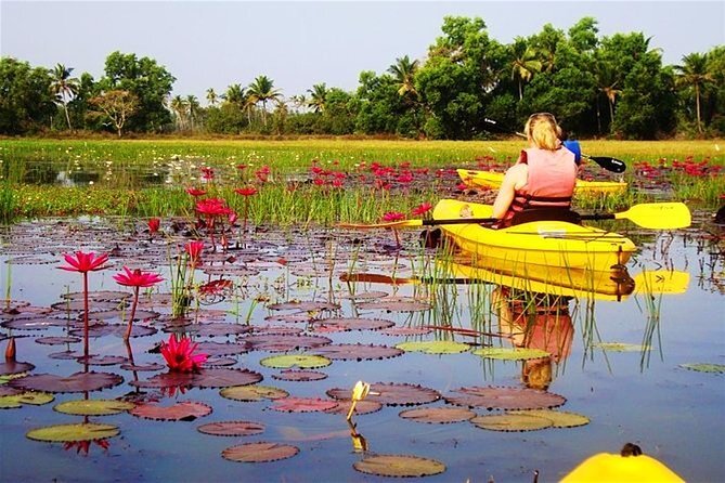 Backwaters and Mangrove Kayaking experience