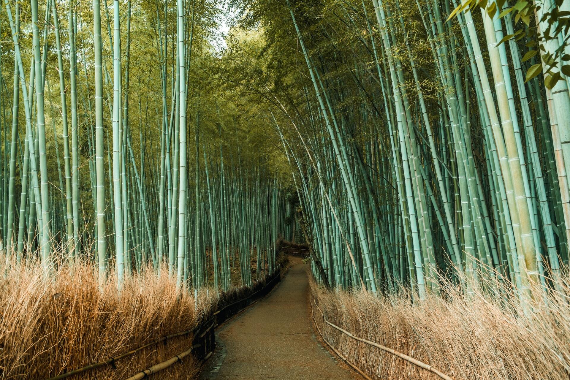 Visit A Bamboo Forest Visit A Bamboo Forest