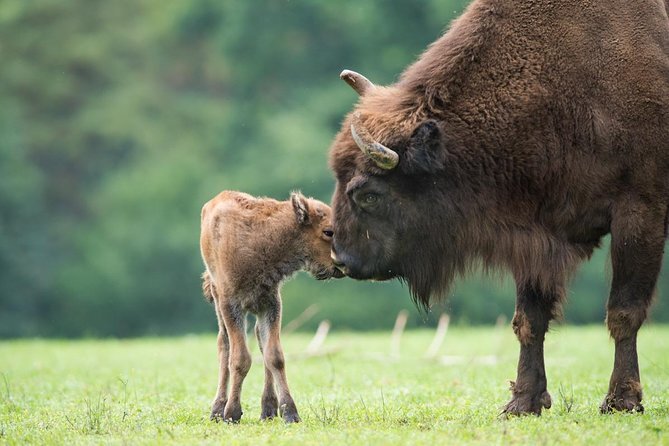 Bialowieza National Park
