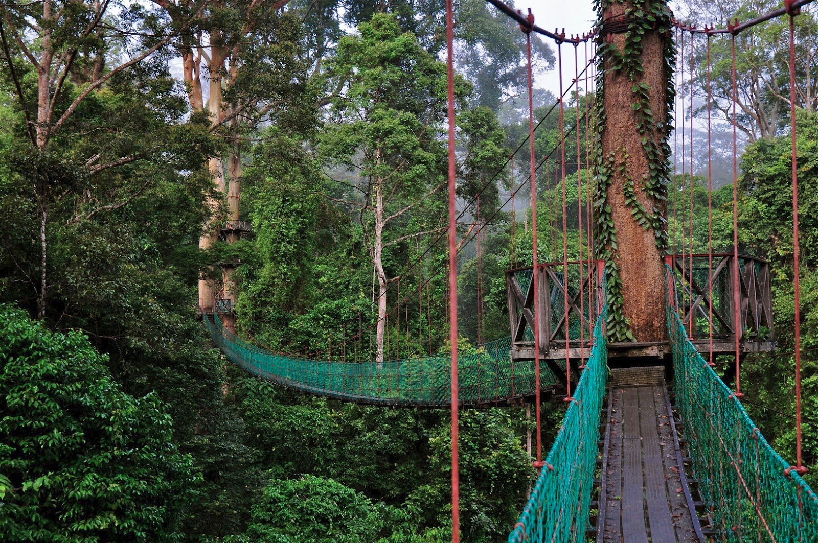 Explore Danum Valley