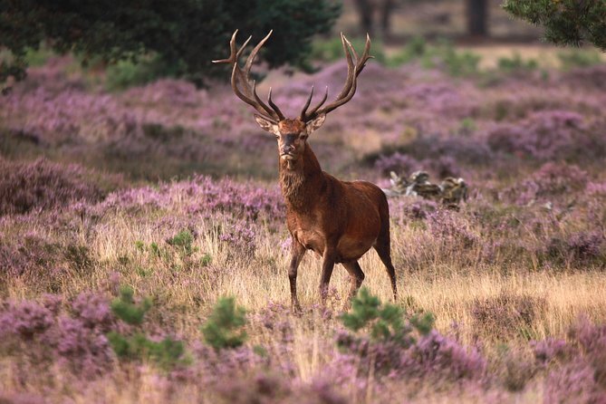 Explore De Hoge Veluwe National Park
