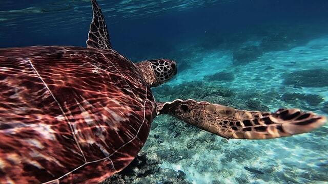 Go Scuba diving in Dumaguete