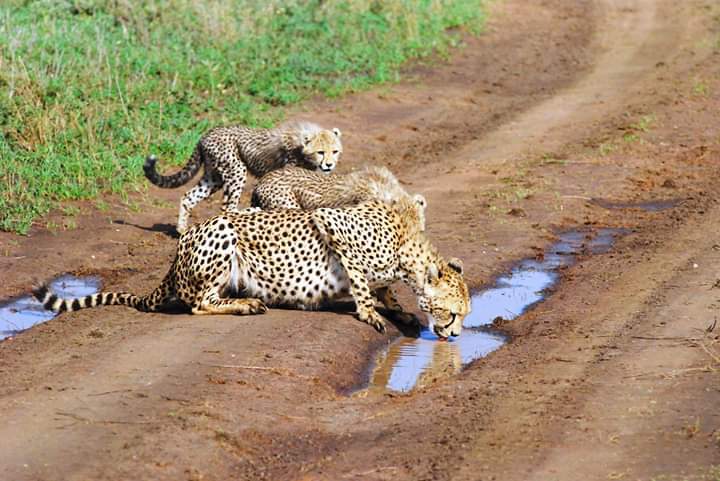 Day 2 - Lake Manyara National Park