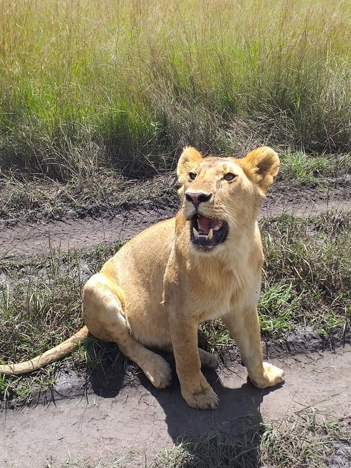 7 day Tanzanian Safari adventure photo 4