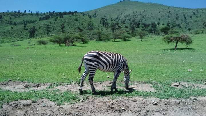 Day 5 - Serengeti National Park to Ngorongoro Crater