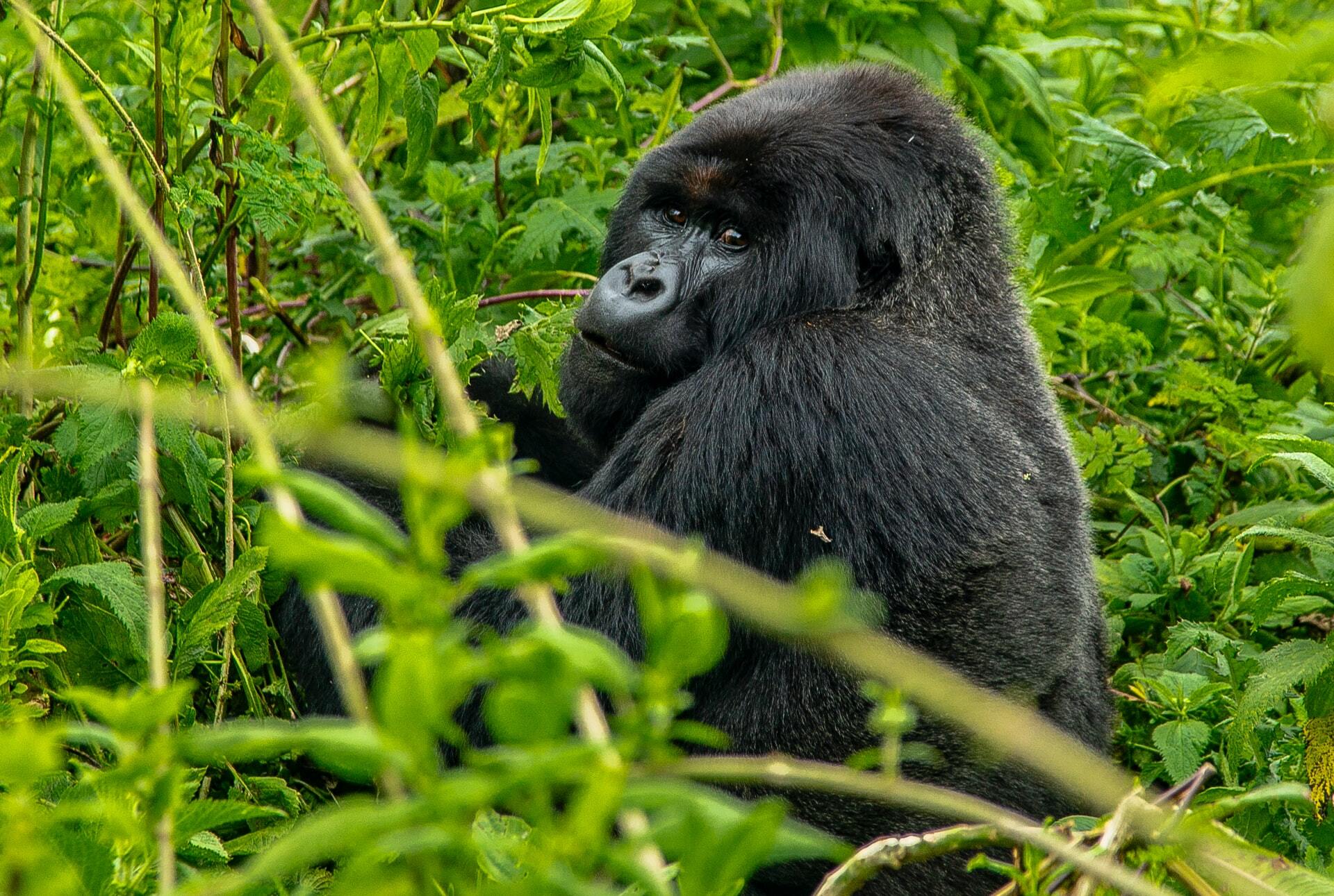 Go Gorilla Trekking