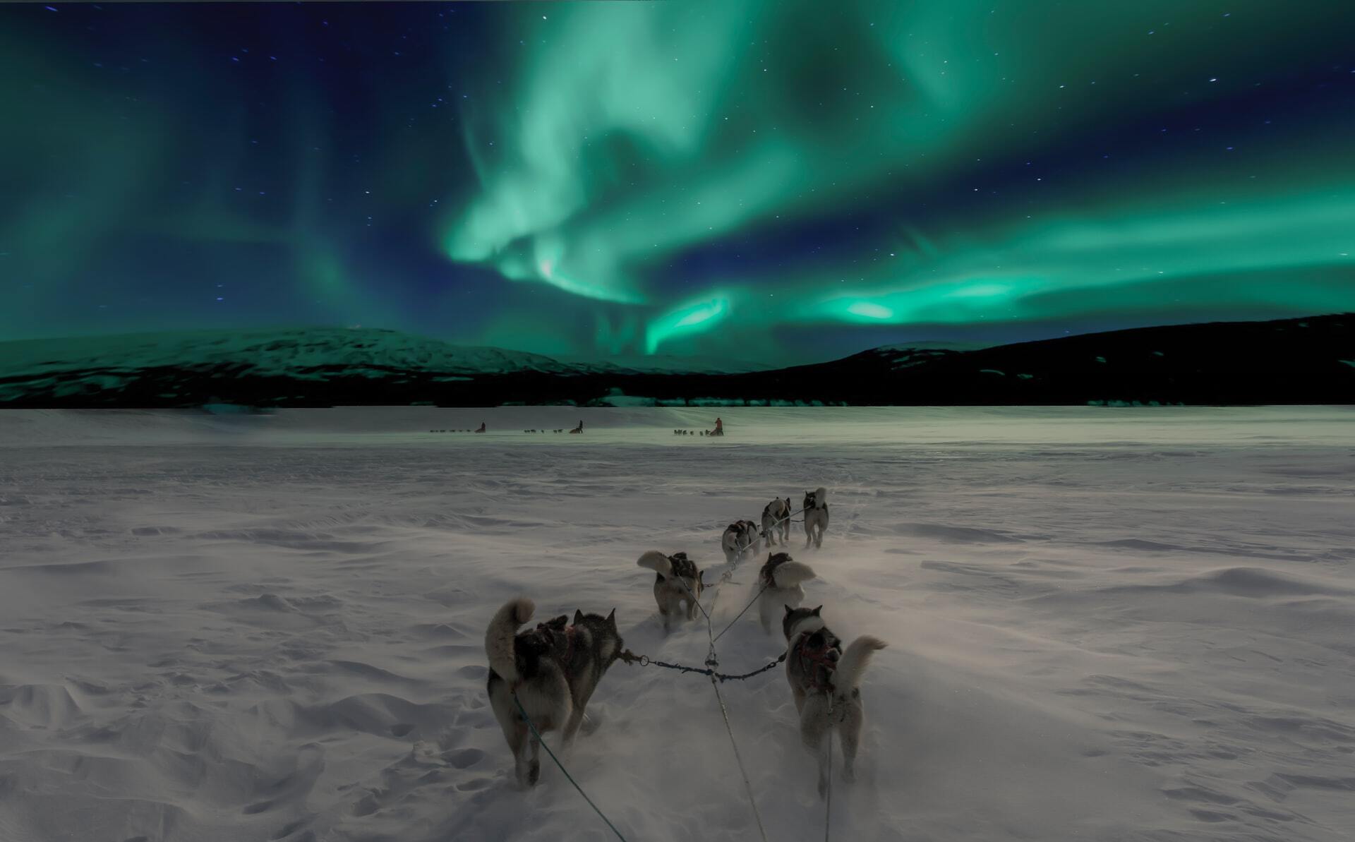 Go Husky Sledding