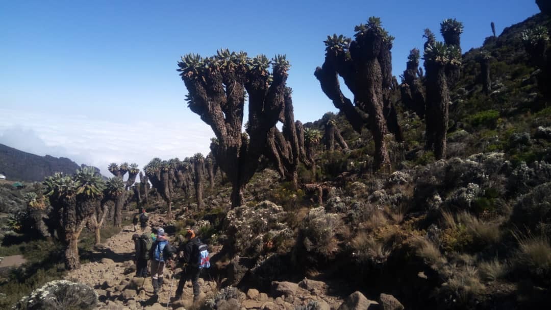 Day 3- Mandara to Horombo Hut