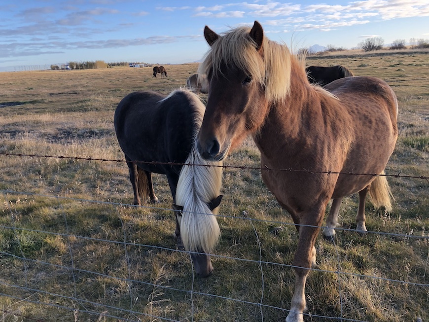 Hold Your Horses - We Do Custom Trips Too!