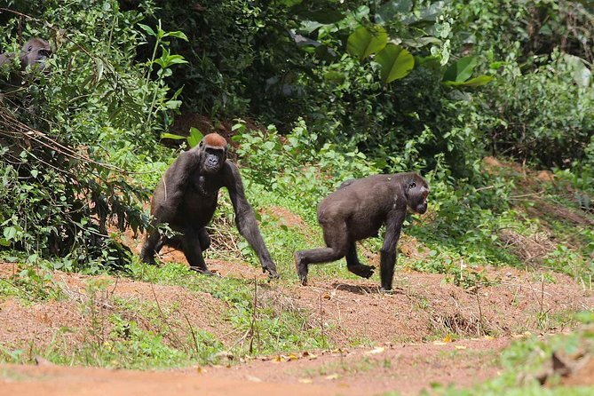 Korup National Park