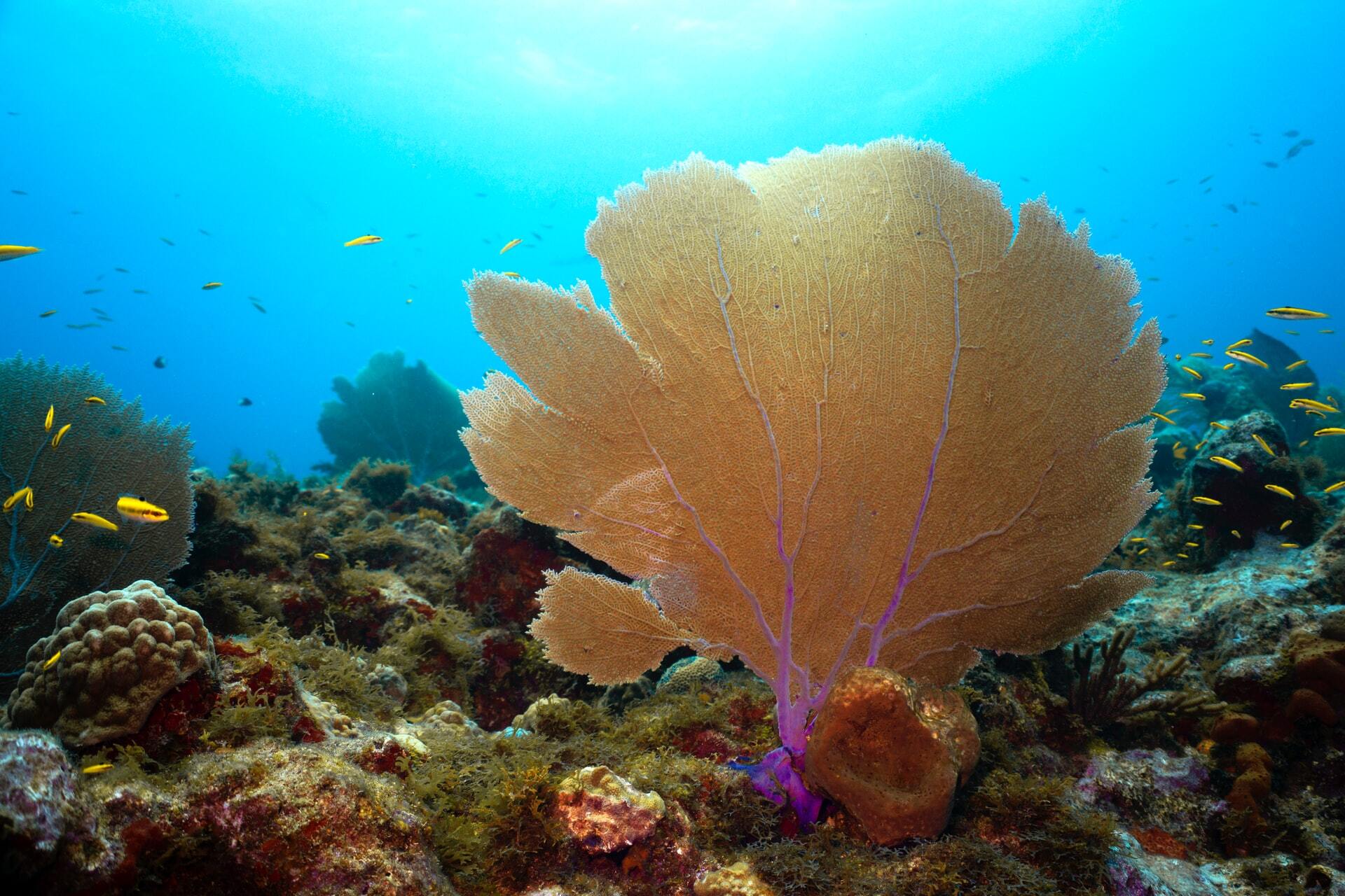 Go Diving in the Corn Islands