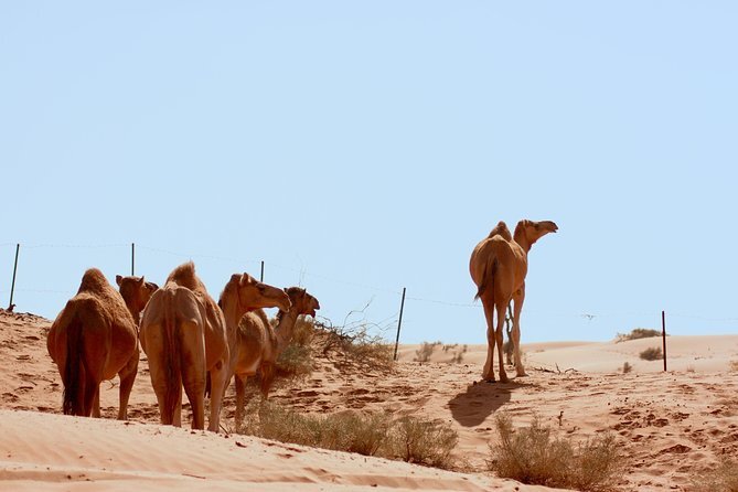 Liwa Oasis - UAE