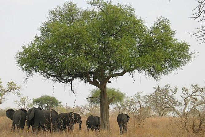 Lobeke National Park