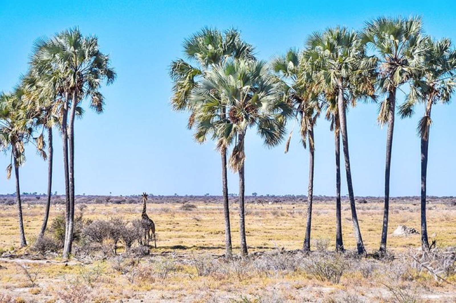 Visit the ‘Louvre of the desert’