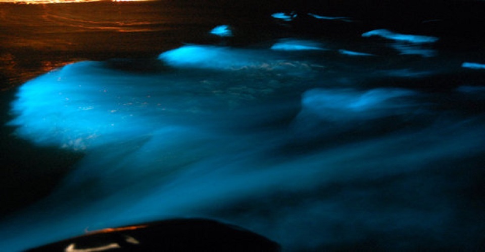 Luminous Lagoon, Jamaica