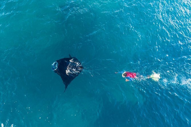 Swim with Manta Rays