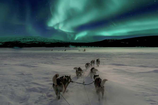 Chase The Northern Lights With Huskies