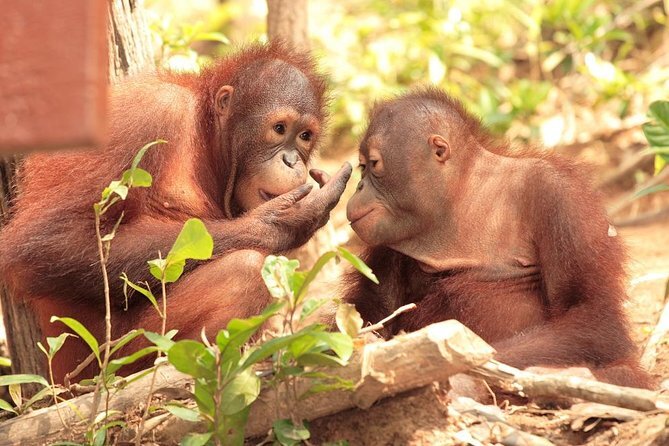 Observe the Orangutans in Sepilok