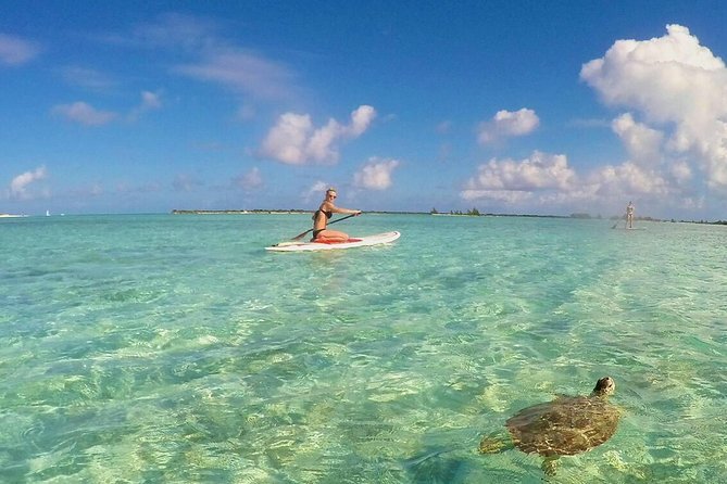 Paddle Board In Mangrove Estuaries