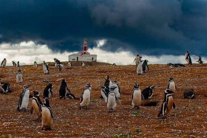 Chill With The Penguins