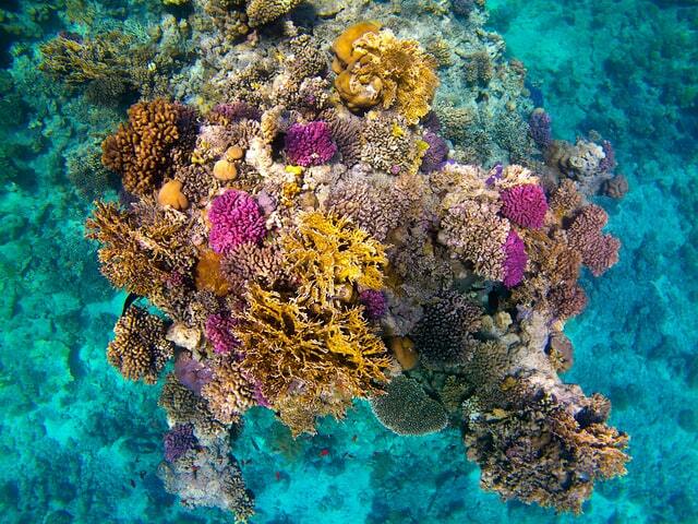 Go Diving in the Red Sea