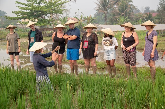 Rice Farming experience