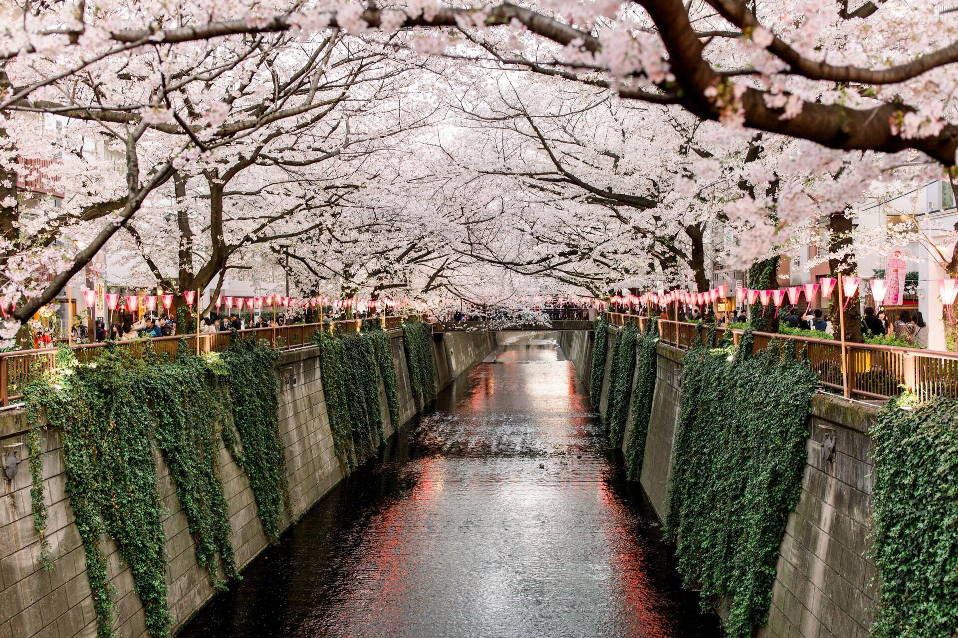 See The Cherry Blossom Of Japan See The Cherry Blossom Of Japan