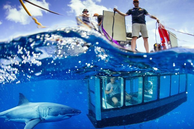 Swim With Great White Sharks
