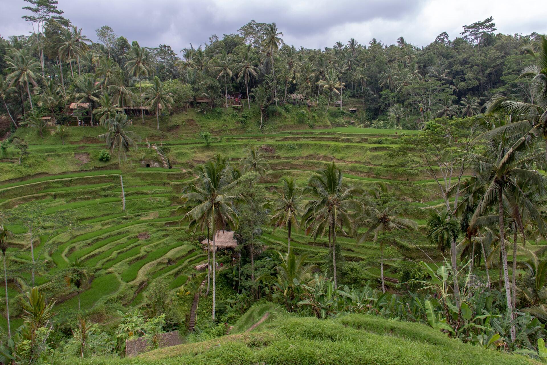 Walk Rice Terraces