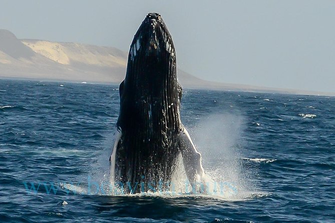 Go Whale Watching