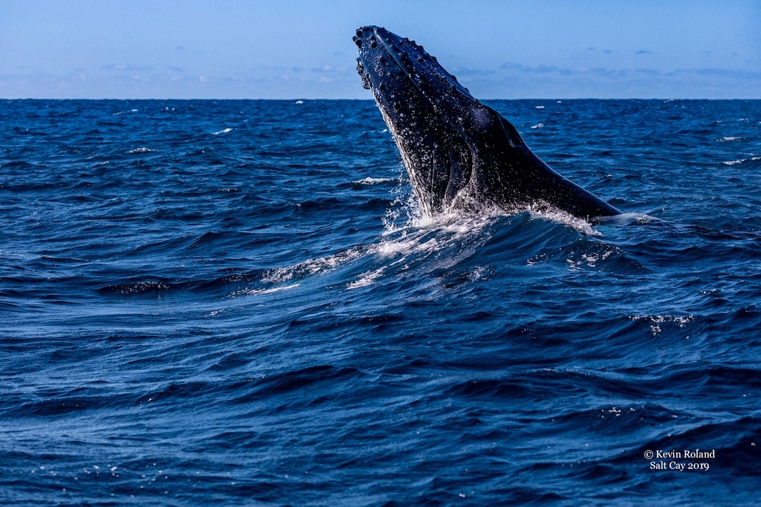 Day 7 - Whale Watching