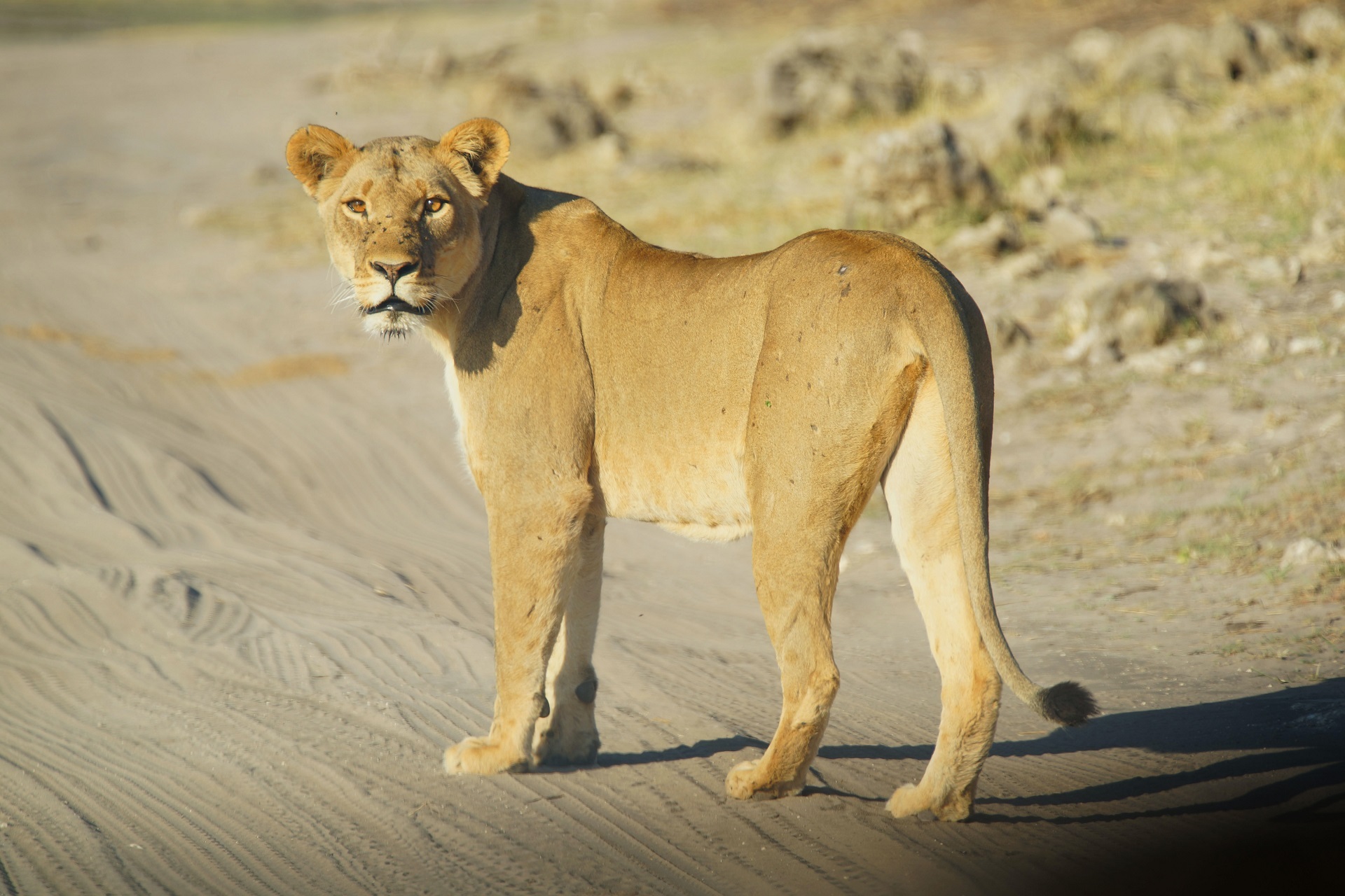 Go on Safari