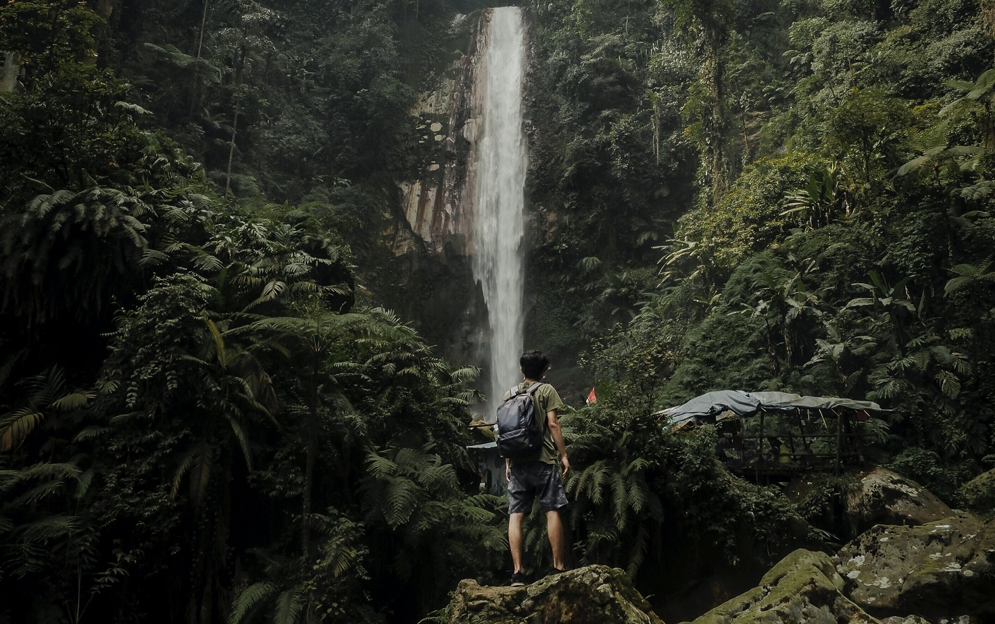 Carve Your Own Path Through The Jungle