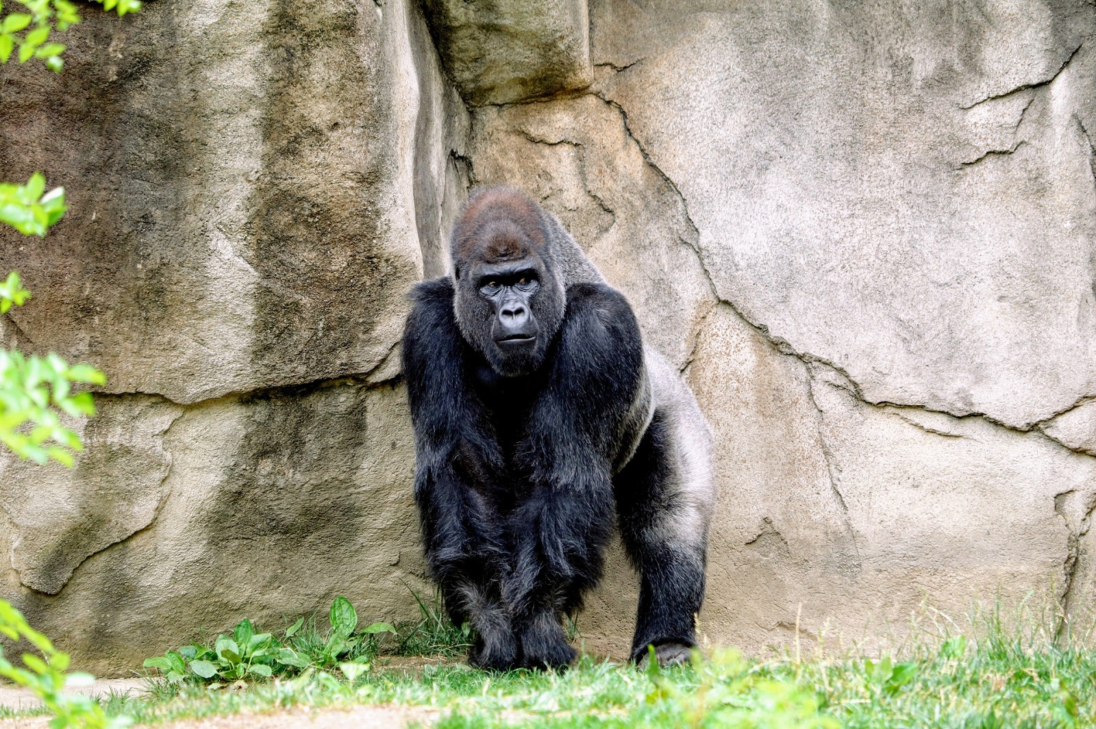 Go Gorilla Trekking
