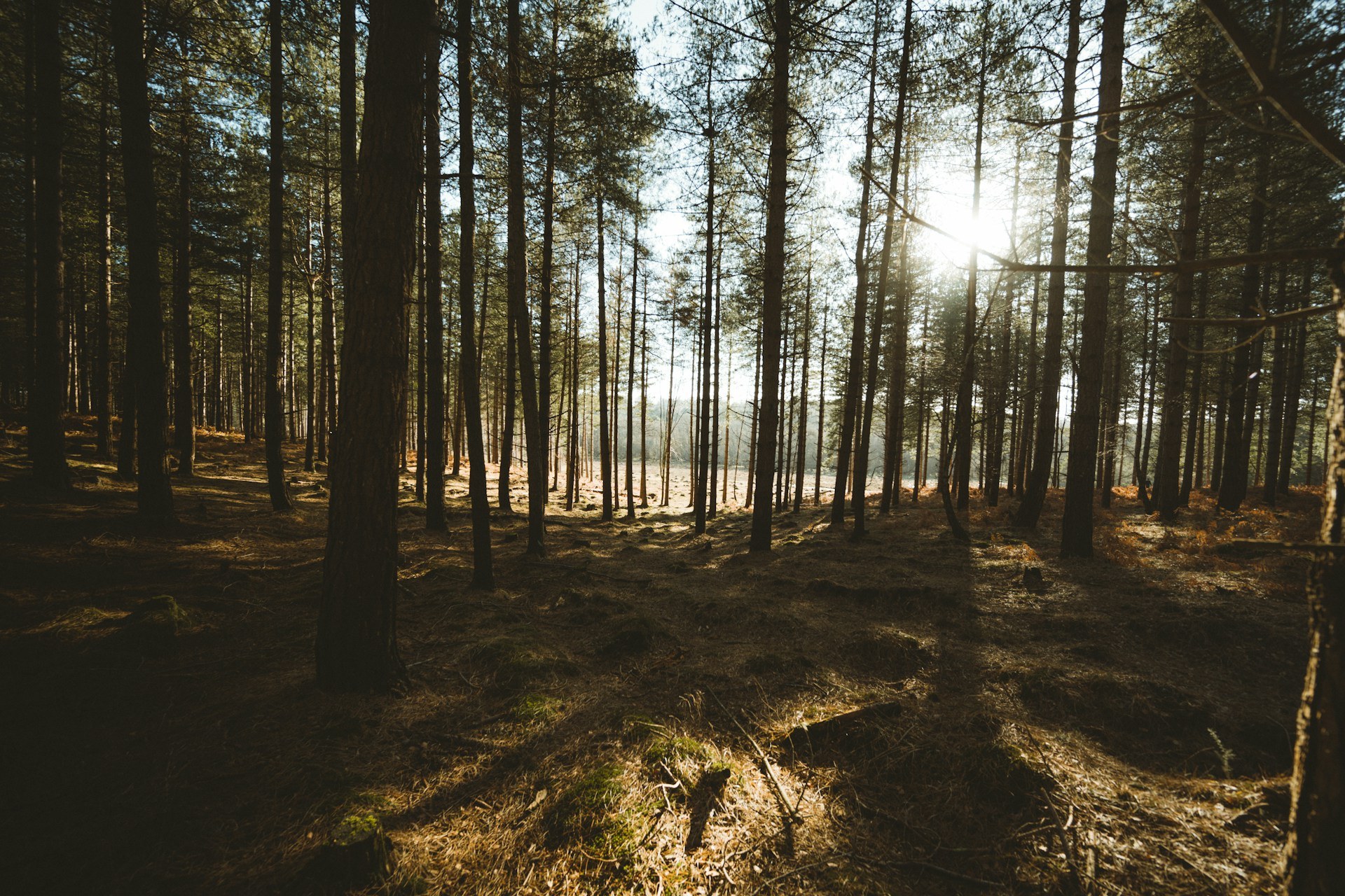 New Forest, England