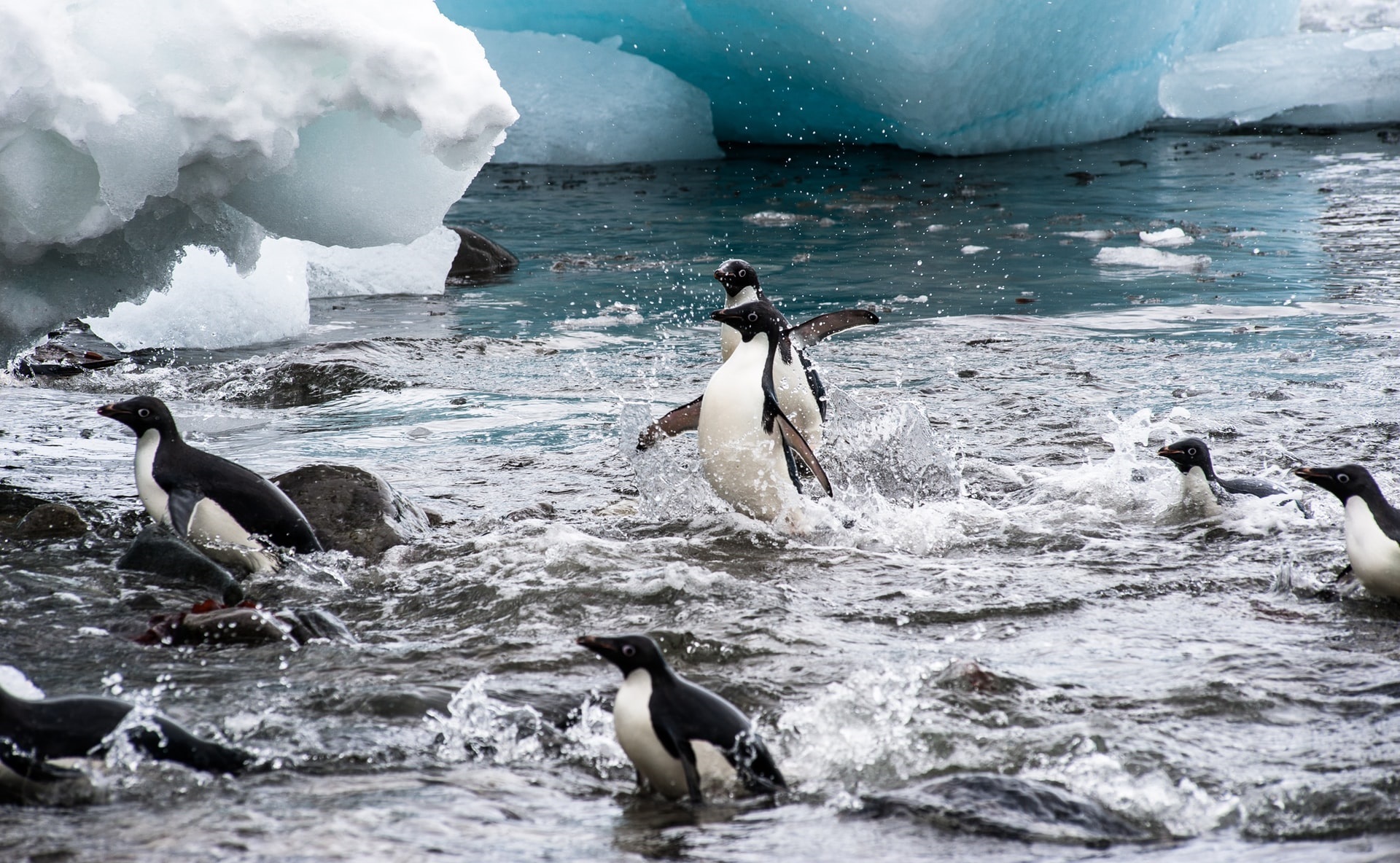 12 Night Antarctic Explorer Cruise