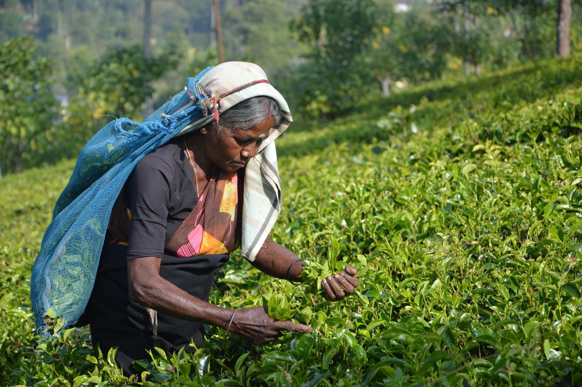 Visit a Tea Plantation