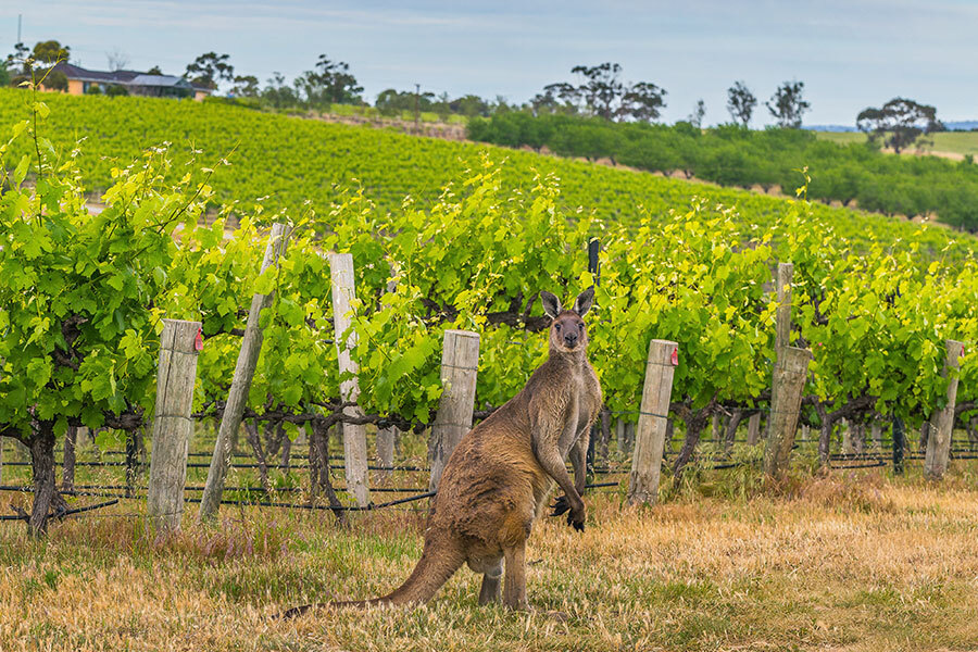 Vineyard Tour