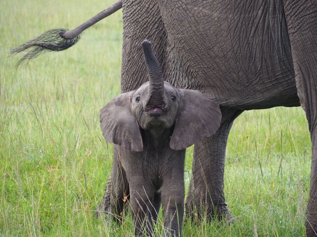 Visit an Elephant Sanctuary