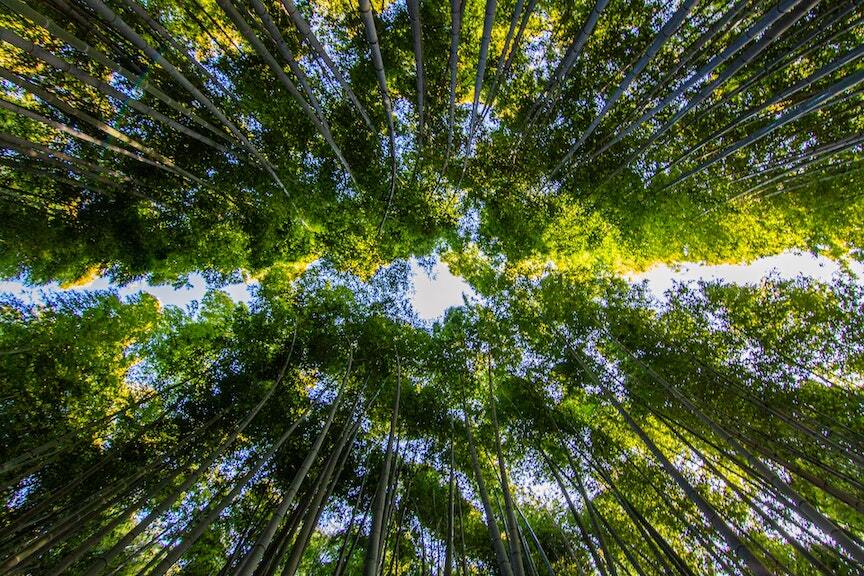 Visit A Bamboo Forest