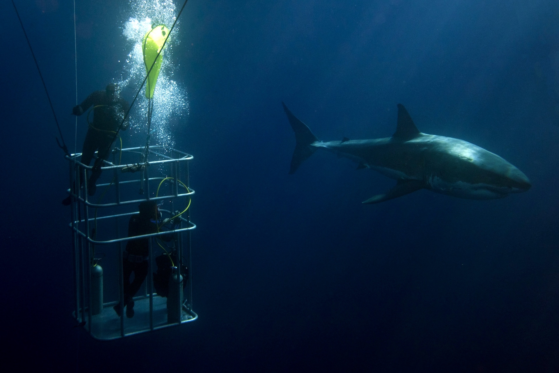 Dive With Great White Sharks