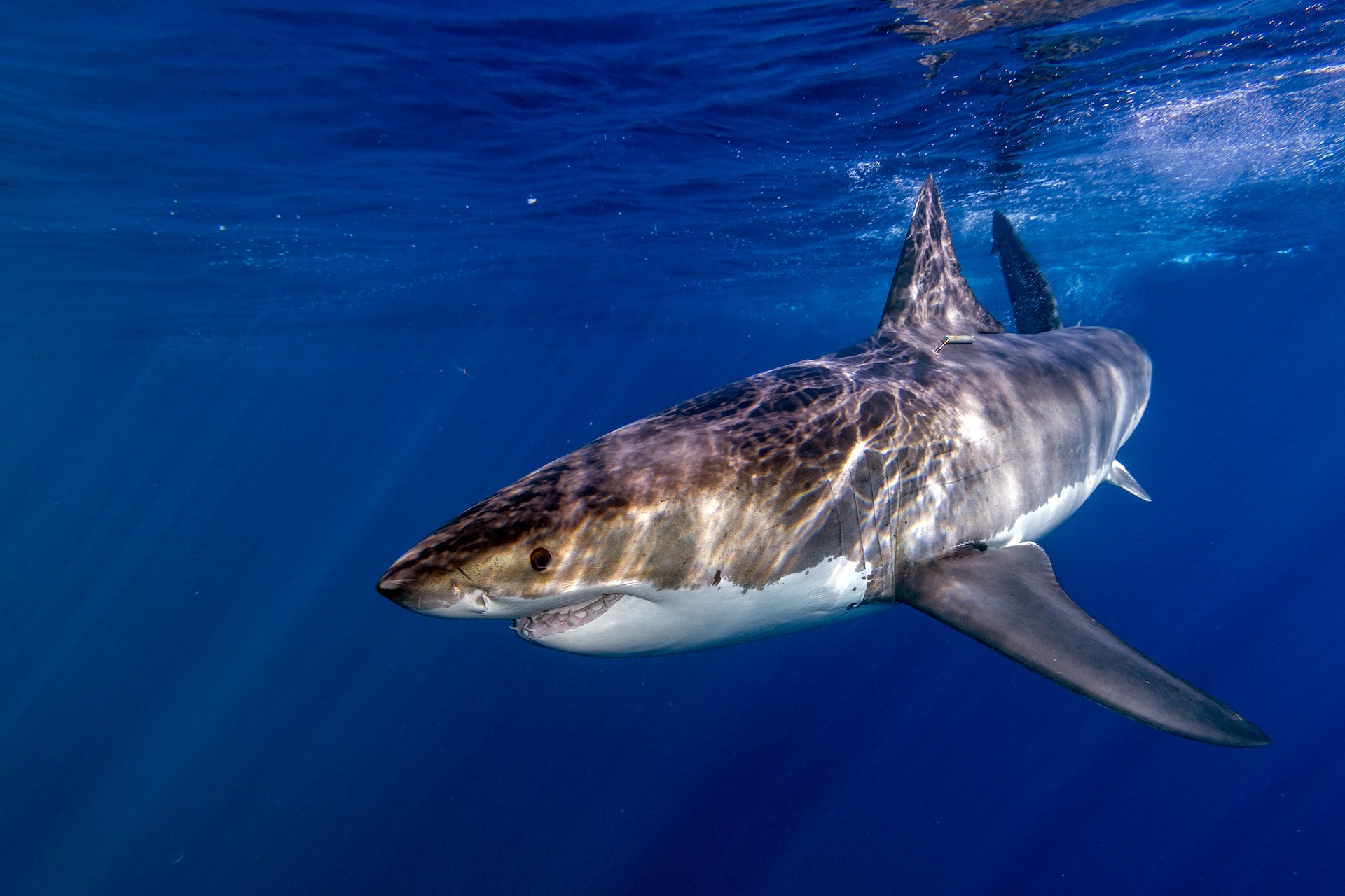Dive With Great White Sharks