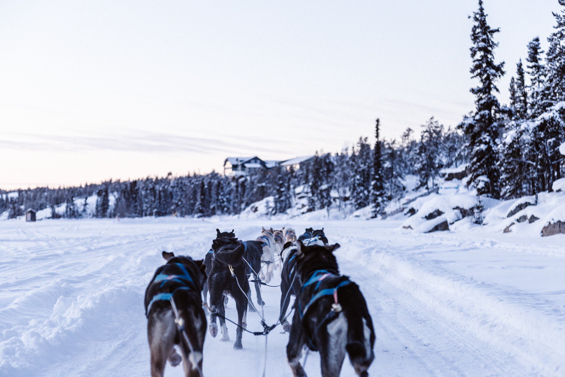 Enjoy with Dogsledding in Alaska