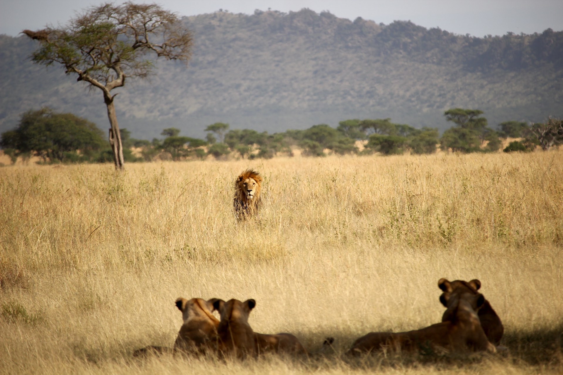 Ultimate East Africa: Mountains & The Masai Mara photo 3