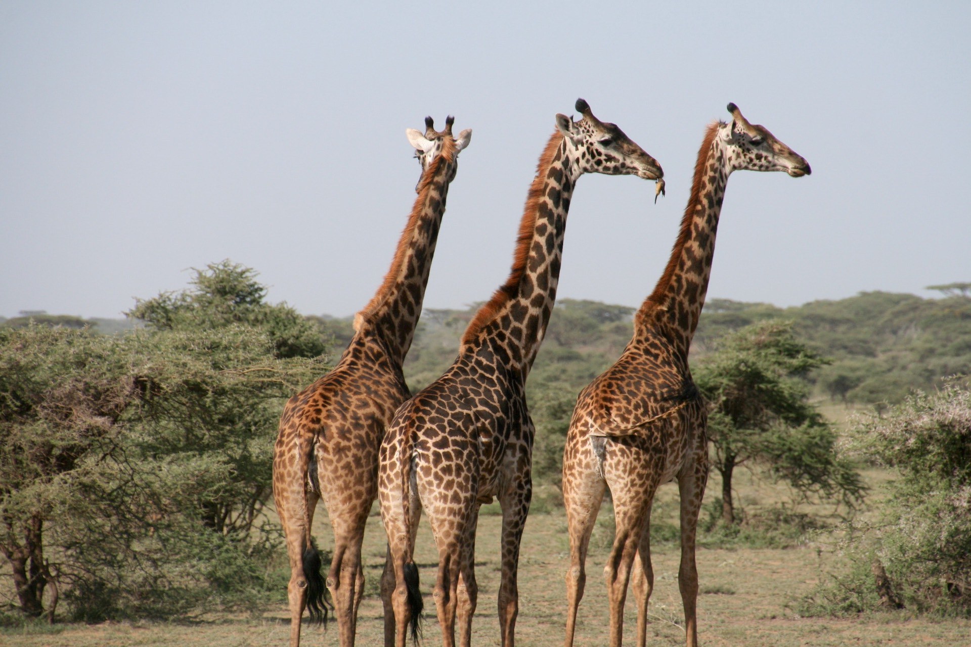 Ultimate East Africa: Mountains & The Masai Mara photo 1